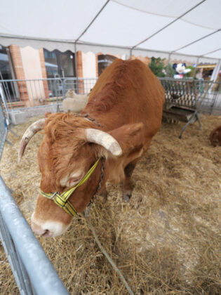 Les vaches de monsieur Boué de Esmes