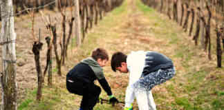 Les dictons de la Saint-Aubin : entre tradition et sagesse populaire Dictons de la Saint-Aubin_Crédit photo ASphotofamily