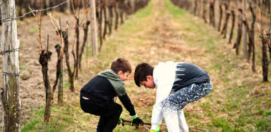 Dictons de la Saint-Aubin_Crédit photo ASphotofamily