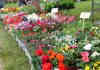 Montauban. Les Floralies vont faire refleurir le centre-ville ce dimanche floralies Montauban JDJ