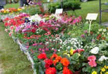 Montauban. Les Floralies vont faire refleurir le centre-ville ce dimanche floralies Montauban JDJ