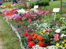 Montauban. Les Floralies vont faire refleurir le centre-ville ce dimanche floralies Montauban JDJ