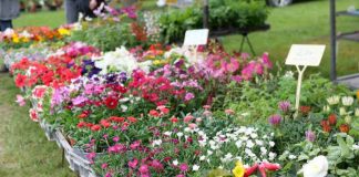 floralies Montauban JDJ