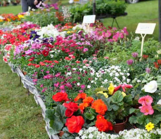 Montauban. Les Floralies vont faire refleurir le centre-ville ce dimanche floralies Montauban JDJ