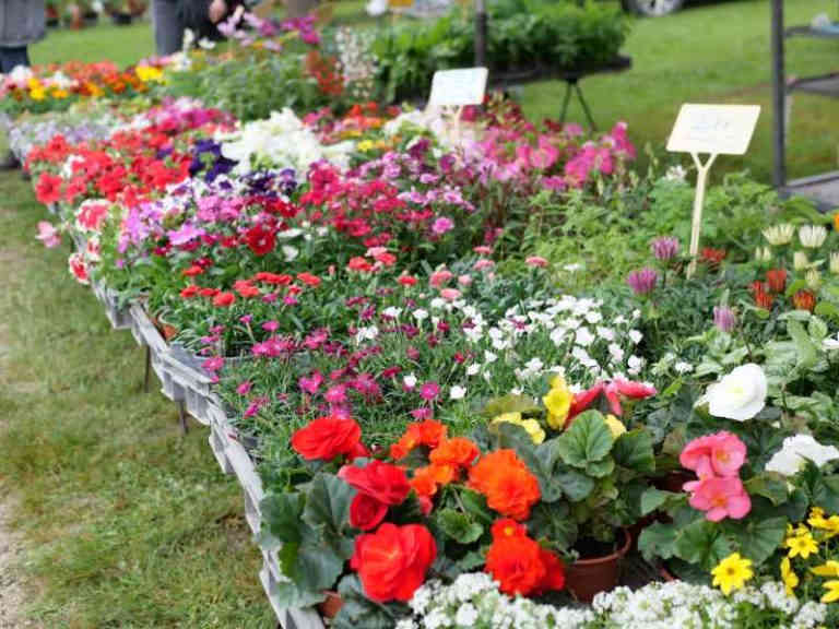 floralies Montauban JDJ