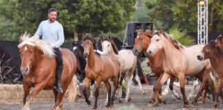 Fête du Cheval à Monclar-de-Quercy : un week-end équin à ne pas manquer Fete du cheval Monclar de Quercy_Crédit photo Caza Photography