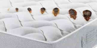 Punaises de lit, cafards : alerte aux intoxications punaises-de-lit