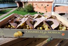 Chasselas de Moissac : une récolte abondante mais un marché en panne La Cure Uvale de Moissac, centrée sur la monodiète de chasselas, continue d'attirer les amateurs de bien-être