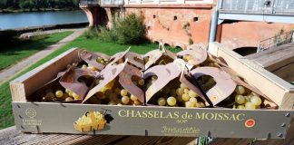 Chasselas de Moissac : une récolte abondante mais un marché en panne La Cure Uvale de Moissac, centrée sur la monodiète de chasselas, continue d'attirer les amateurs de bien-être