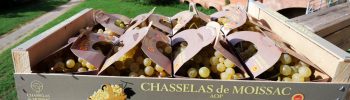 La Cure Uvale de Moissac, centrée sur la monodiète de chasselas, continue d'attirer les amateurs de bien-être