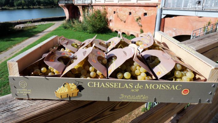 La Cure Uvale de Moissac, centrée sur la monodiète de chasselas, continue d'attirer les amateurs de bien-être