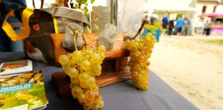 Moissac honore son Chasselas et son terroir lors de la Fête des Fruits et des Saveurs Moissac Fête des Fruits et des Saveurs_JDJ