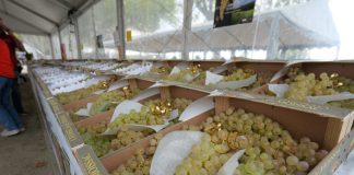 Moissac. La 34ᵉ fête des Fruits et des Saveurs : deux jours pour croquer la vie en chasselas Moissac fete des fruits et saveurs 2025