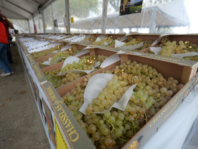 Moissac fete des fruits et saveurs 2025
