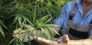 Montauban. Un vol de plants de CBD tourne court, un complice toujours en fuite Crédit photo Alek Freepik