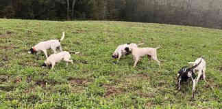 Moissac. Les chasseurs et leurs chiens fêteront pour la première fois la Saint Hubert Les chasseurs de Moissac fêteront pour la première fois la Saint-Hubert_ACCA