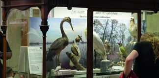 Montauban. Le Muséum d’histoire naturelle Victor-Brun rouvre ses portes Museum Victor-Brun Montauban_Crédit photo Patrick Fischer
