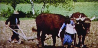 Salvetat-Belmontet. Une projection-conférence pour revivre l’âme paysanne du Quercy et du Rouergue Paysan de Rouergue projection-conférence du 28-02-2025 Salvetat-belmontet