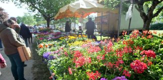 Castelsarrasin. Arts en Fleurs 2025 : un succès fleuri et ensoleillé au parc Clairefont Arts en fleurs 2025 Castelsarrasin parc de Calirefont_JDJ