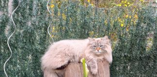 Beaumont-de-Lomagne. Disparition inquiétante d’un chat sibérien : la famille lance un appel disparition chat siberien beaumont de lomagne Tarn et Garonne
