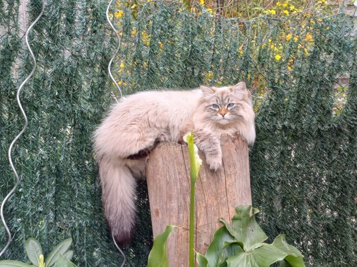disparition chat siberien beaumont de lomagne Tarn et Garonne