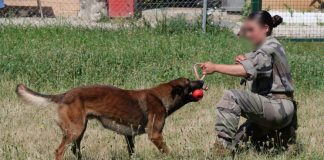 Immersion dans l’univers des maîtres-chiens du 9e RSAM maîtres-chiens 9e RSAM Montauban Tarn-et-Garonne