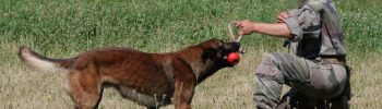 maîtres-chiens 9e RSAM Montauban Tarn-et-Garonne