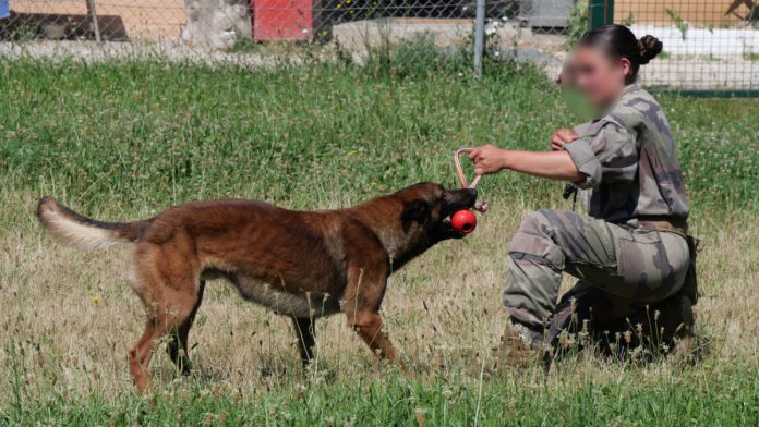 maîtres-chiens 9e RSAM Montauban Tarn-et-Garonne maîtres-chiens 9e RSAM Montauban Tarn-et-Garonne