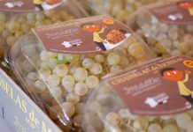 Chasselas de Moissac AOP 2025 : un millésime précoce, prometteur et plein d’optimisme Chasselas de Moissac AOP recolte 2025_JDJ