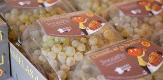 Chasselas de Moissac AOP 2025 : un millésime précoce, prometteur et plein d’optimisme Chasselas de Moissac AOP recolte 2025_JDJ