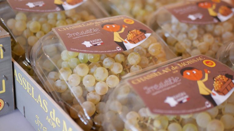 Chasselas de Moissac AOP recolte 2025_JDJ