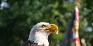 Décès de Malizia, mascotte emblématique du 17e régiment de parachutistes Malizia-mascotte-du-17e-RGP