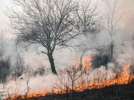 Tarn-et-Garonne : le risque de feux de forêt passe en vigilance orange dès ce lundi Tarn-et-Garonne feux de forets alerte Orange_Crédit photo pexels-vladyslav-dukhin
