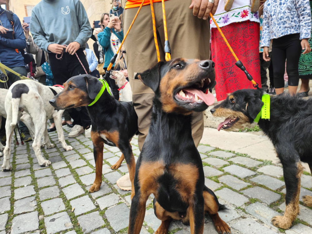 Moissac célèbre la Saint-Hubert : chiens, cors et ferveur à l’abbatiale Saint-Pierre 23 IMG20251019172651