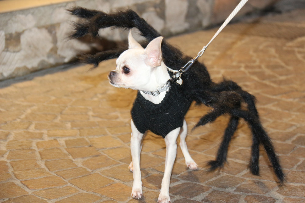 Montauban. Ils ont fait vivre aux commerçants une soirée d’horreur 10 IMG 9542