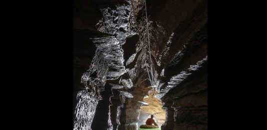 Mangrove Soirée des Curieux 221125