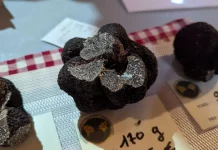 Caussade. Le marché à la truffe revient sous la halle dès le 8 décembre Marche-a-la-truffe-Caussade-ouverture