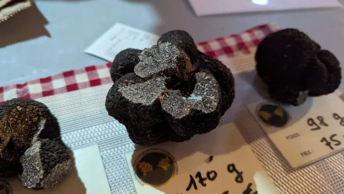 Marche-a-la-truffe-Caussade-ouverture Marche-a-la-truffe-Caussade-ouverture