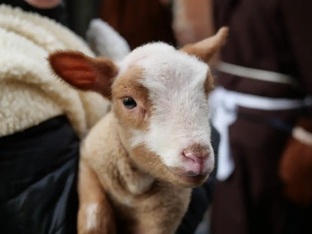 À Moissac, la crèche vivante a fait battre le cœur de la ville 4 P1183242