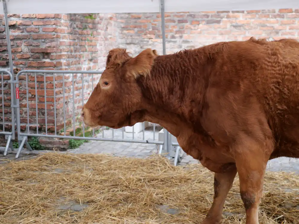 À Moissac, la crèche vivante a fait battre le cœur de la ville 18 P1183302
