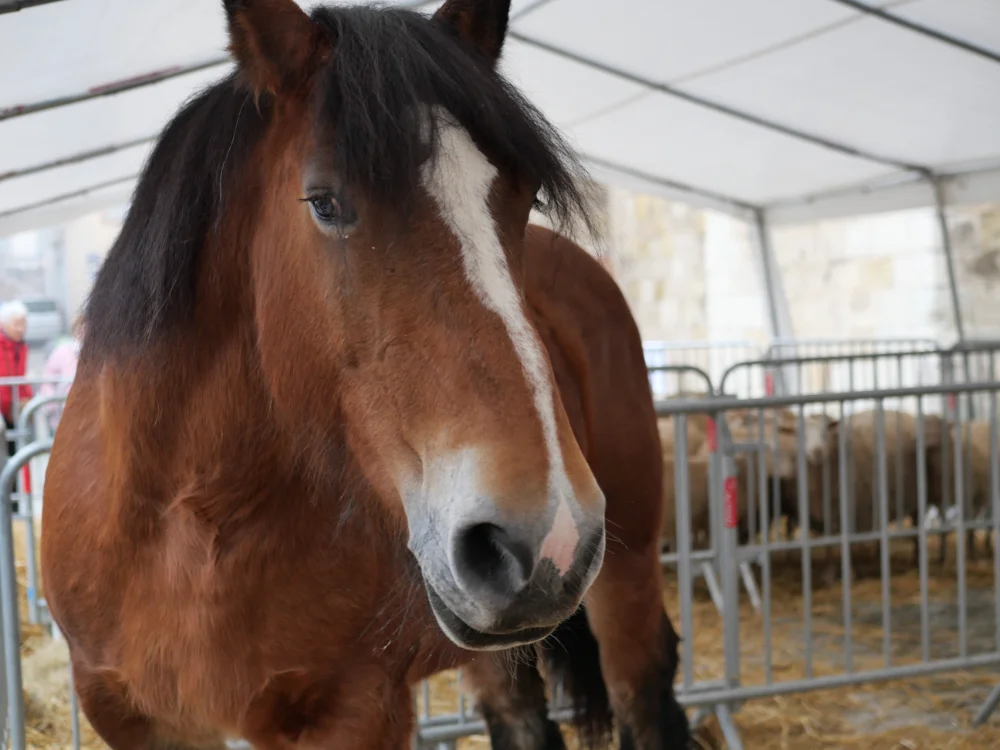À Moissac, la crèche vivante a fait battre le cœur de la ville 19 P1183303