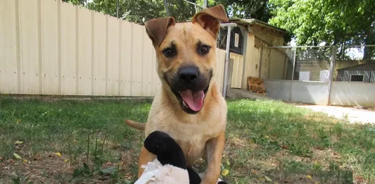 Montauban. Refuge saturé au Ramier, une journée portes ouvertes pour 40 chiens en attente d’un foyer Refuge ramier portes ouvertes montauban