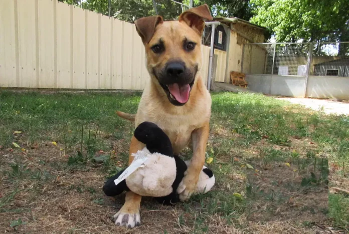 Refuge ramier portes ouvertes montauban Refuge ramier portes ouvertes montauban