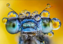 Castelsarrasin. Une exposition photographique pour regarder le monde autrement castelsarrasin philippe choteau exposition