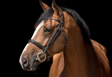 Salon des Étalons : un nouveau rendez-vous équin à Saint-Étienne-de-Tulmont Le Salon des Étalons du Grand Sud-Ouest se tiendra dimanche 1er février au stade équestre de Pitray, à Saint-Étienne-de-Tulmont.