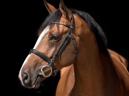 Salon des Étalons : un nouveau rendez-vous équin à Saint-Étienne-de-Tulmont Le Salon des Étalons du Grand Sud-Ouest se tiendra dimanche 1er février au stade équestre de Pitray, à Saint-Étienne-de-Tulmont.