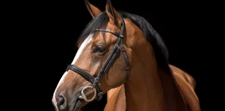 Salon des Étalons : un nouveau rendez-vous équin à Saint-Étienne-de-Tulmont Le Salon des Étalons du Grand Sud-Ouest se tiendra dimanche 1er février au stade équestre de Pitray, à Saint-Étienne-de-Tulmont.