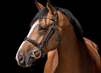 Salon des Étalons : un nouveau rendez-vous équin à Saint-Étienne-de-Tulmont Le Salon des Étalons du Grand Sud-Ouest se tiendra dimanche 1er février au stade équestre de Pitray, à Saint-Étienne-de-Tulmont.