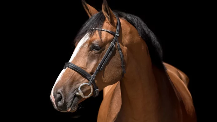 Salon des étalons à Saint-Etienne-de-Tulmont Le Salon des Étalons du Grand Sud-Ouest se tiendra dimanche 1er février au stade équestre de Pitray, à Saint-Étienne-de-Tulmont.
