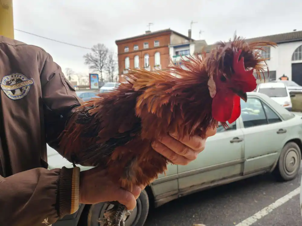 Compress 20260206 081612 2564